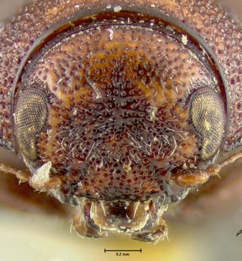Media type: image;   Entomology 24941 Aspect: head frontal view